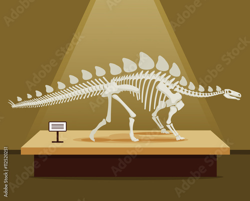 Stegosaurus bones skeleton in museum exhibition. Vector flat cartoon illustration. School poster
