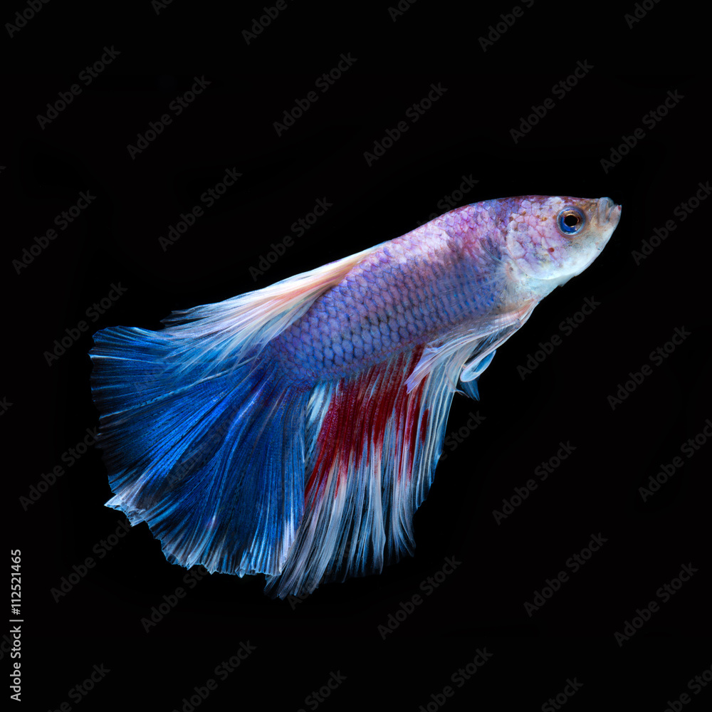 Betta fish. Capture the moving moment of red-blue siamese fighti Betta fish. Capture the moving moment of red-blue siamese fighti