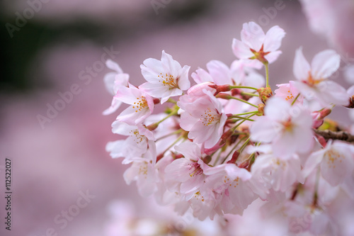 桜の花 © TOMO