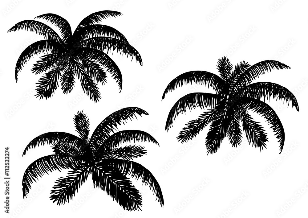 Vector illustration. Silhouettes of palm leaves on a white background.