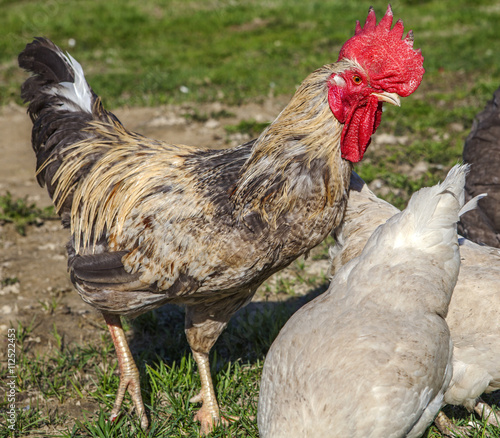 Rooster watching chickens, walking in the field. photo