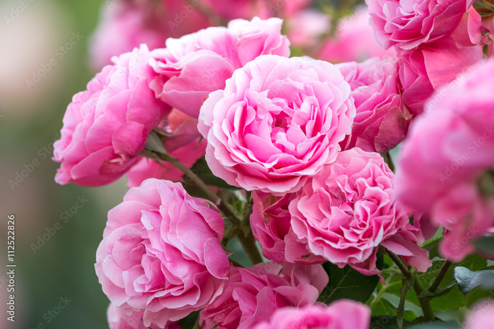 Fototapeta premium 薔薇の花