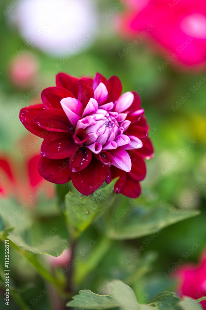 Obraz premium ダリアの花