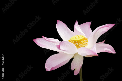 Lotus flower isolate on black background with clipping path