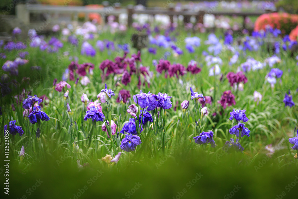 Fototapeta premium 花菖蒲