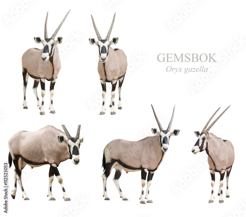 gemsbok or oryx