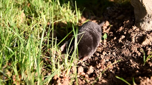 Mole in the garden. Mole - Talpa europaea