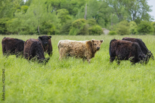 Galloway Rinder Herde