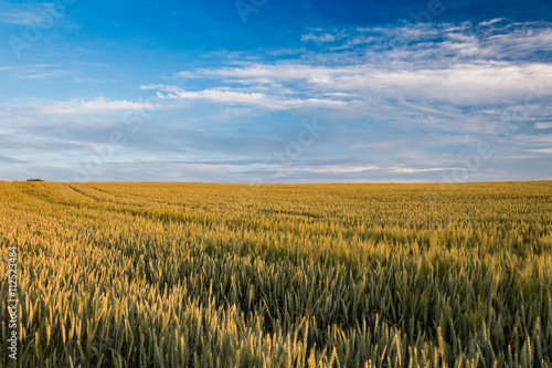 Wheat field © shirochenko