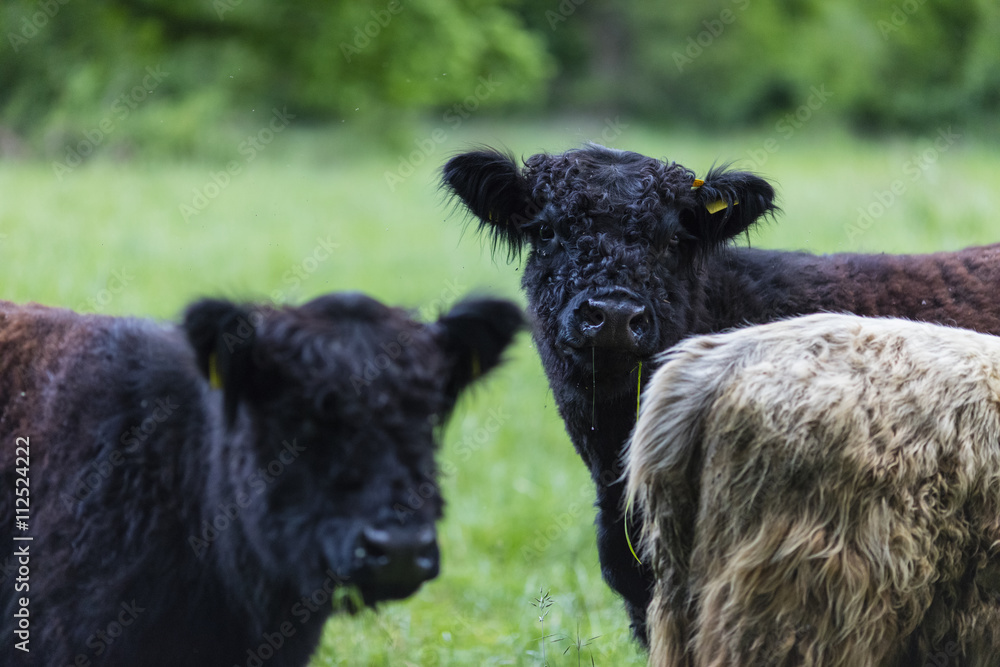 Galloway Rinder Herde Galloway Rinder Herde