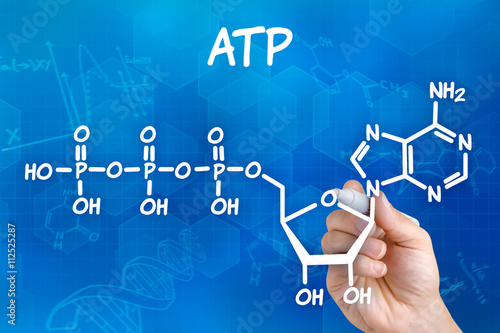 Hand mit Stift zeichnet chemische Strukturformel von ATP photo
