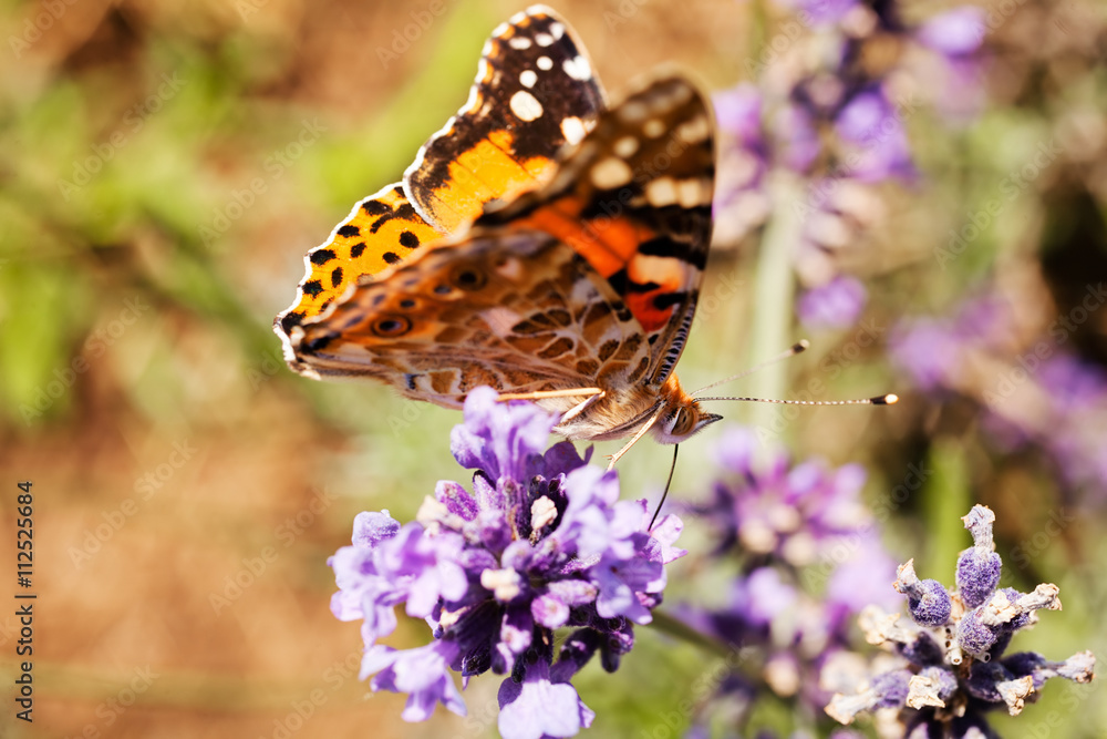 Obraz premium butterfly on a flower