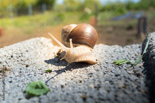 Snail on concrete block