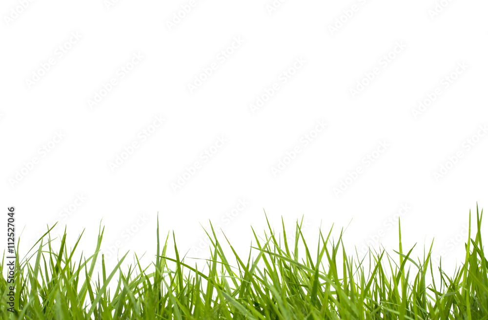 Fresh spring green grass on white background. Fresh spring green grass on white background.