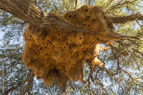 Nester der Siedelweber, nests of sociable weaver