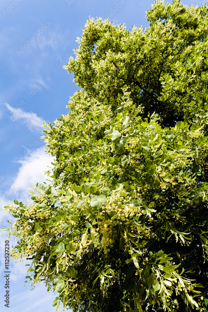 Linden tree Linden tree
