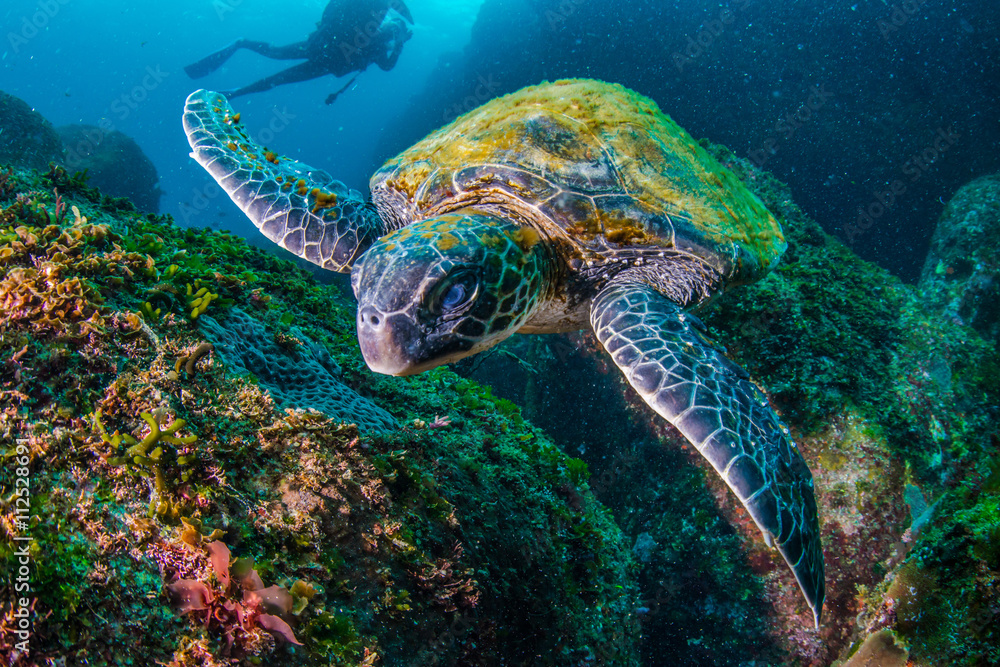 Obraz premium Green Turtle