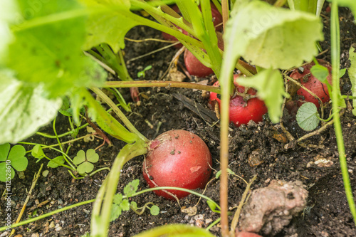 Radieschen in der Erde