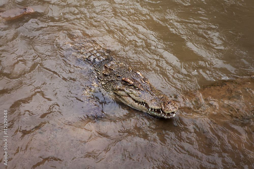 Obraz premium Крокодил плывет к берегу