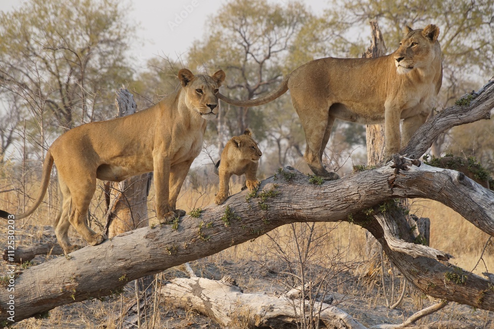Fototapeta premium Lions with cub