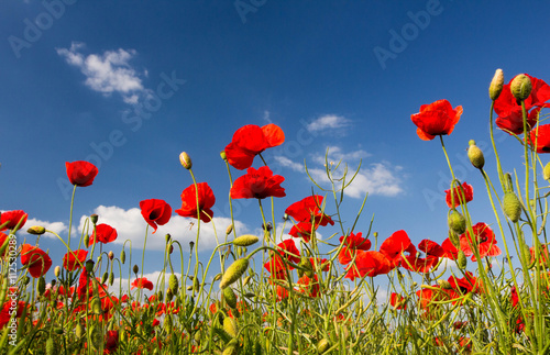 Red poppies on green field, sky and clouds