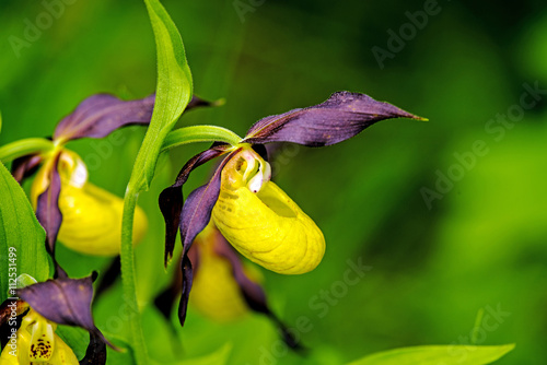 Fototapeta Naklejka Na Ścianę i Meble -  Frauenschuh, Cypripedium calceolus, wilde Orchide