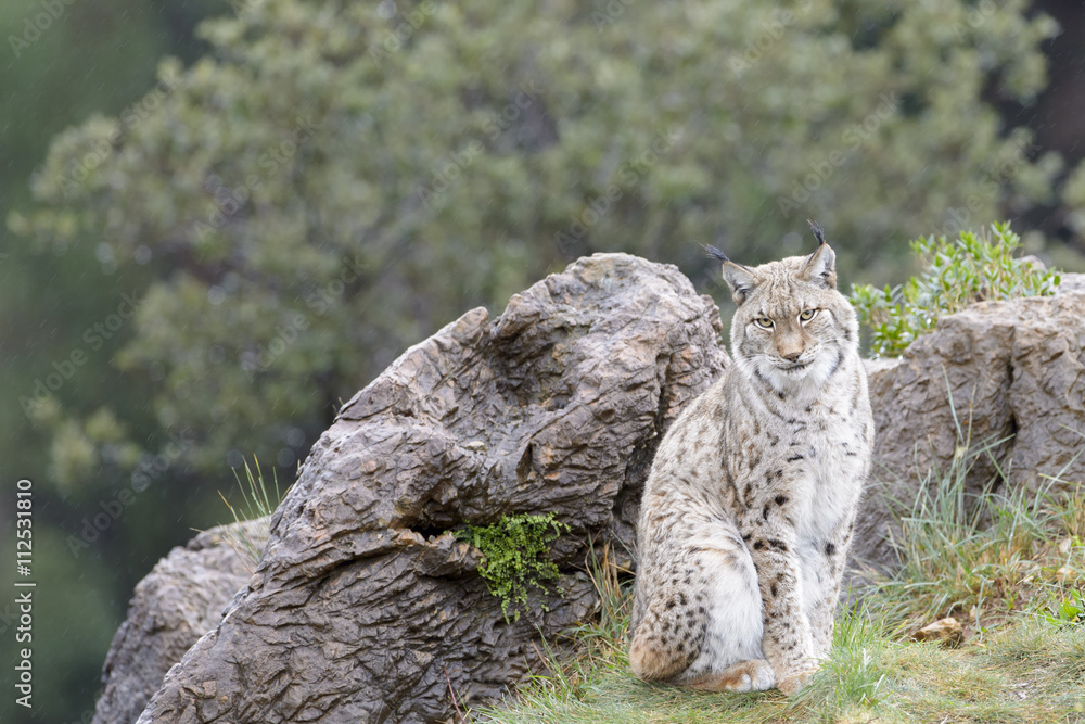 Obraz premium Eurasian lynx (Lynx lynx), sitting on top of a rock, looking at camera, Cabarceno Natural Park, Cantabria, Spain