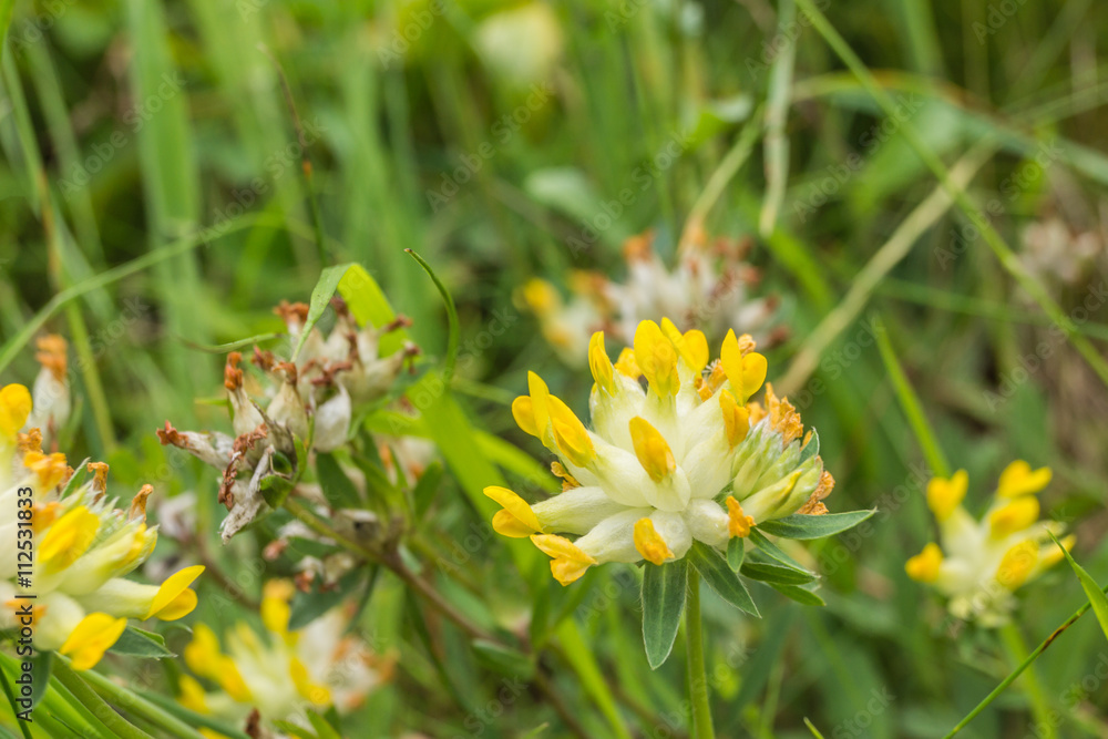 Gelber Klee StockFoto Adobe Stock