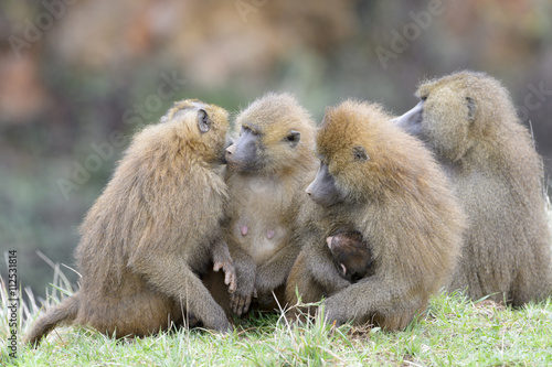 Troup of Guinea baboon  Papio papio  together  Captive  Spain.