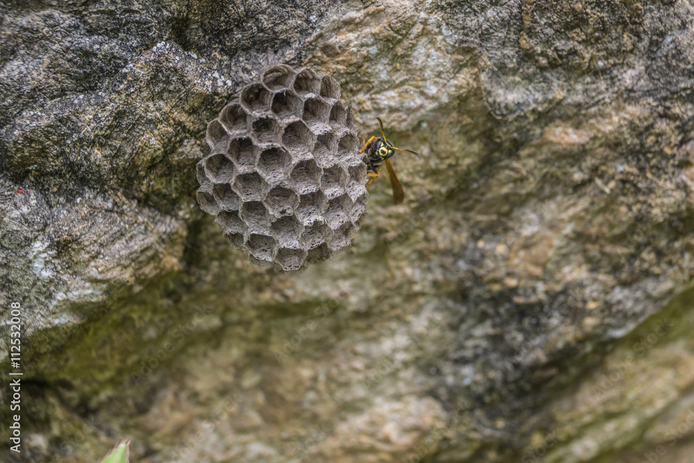 Wespennest StockFoto Adobe Stock