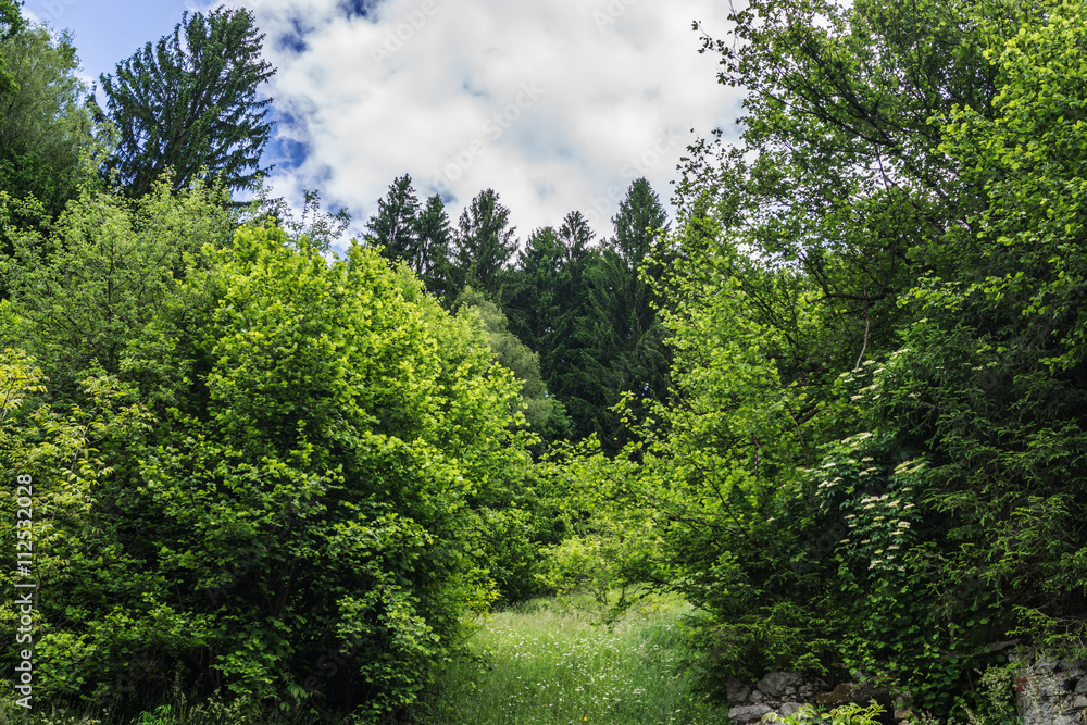 Wald Wald