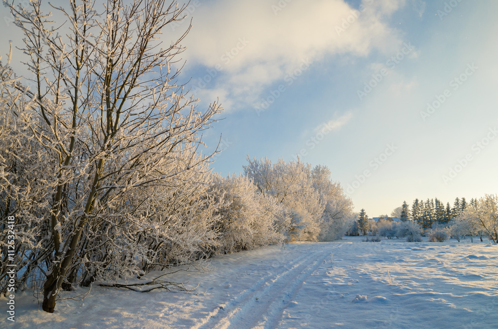 trees covered with hoarfrost against the blue sky trees covered with hoarfrost against the blue sky