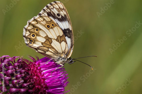 Butterfly & Flower