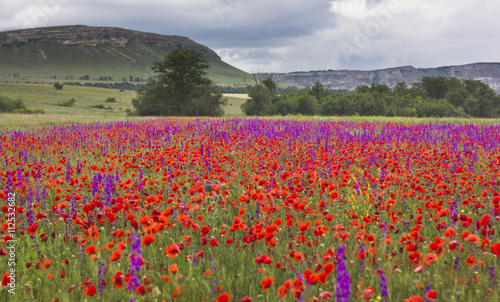 purple and red poppy field in mountains