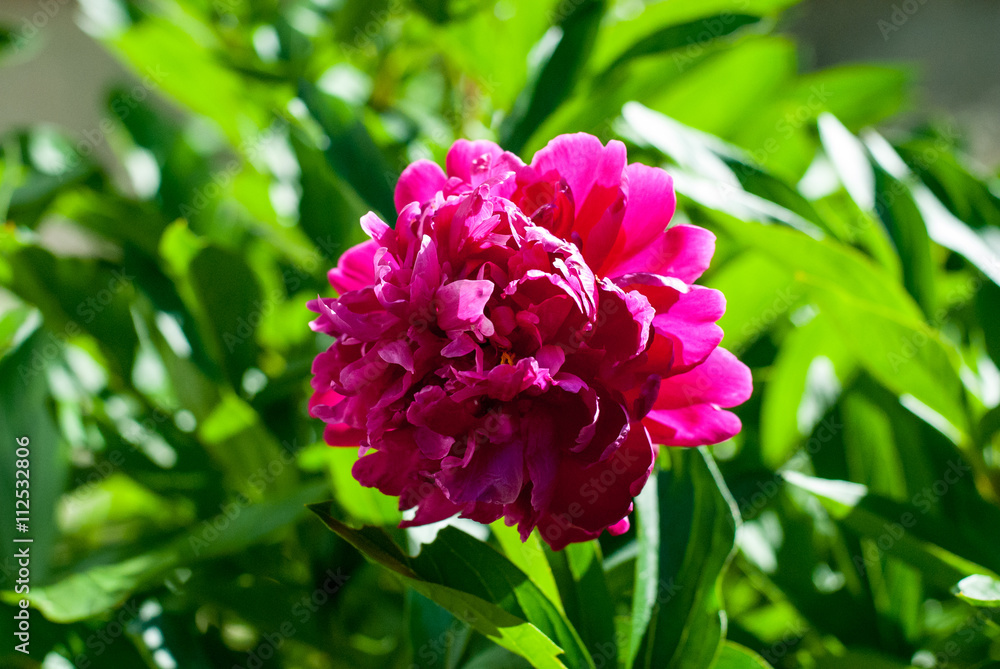 Peony garden lush with beautiful bright pink petals Peony garden lush with beautiful bright pink petals