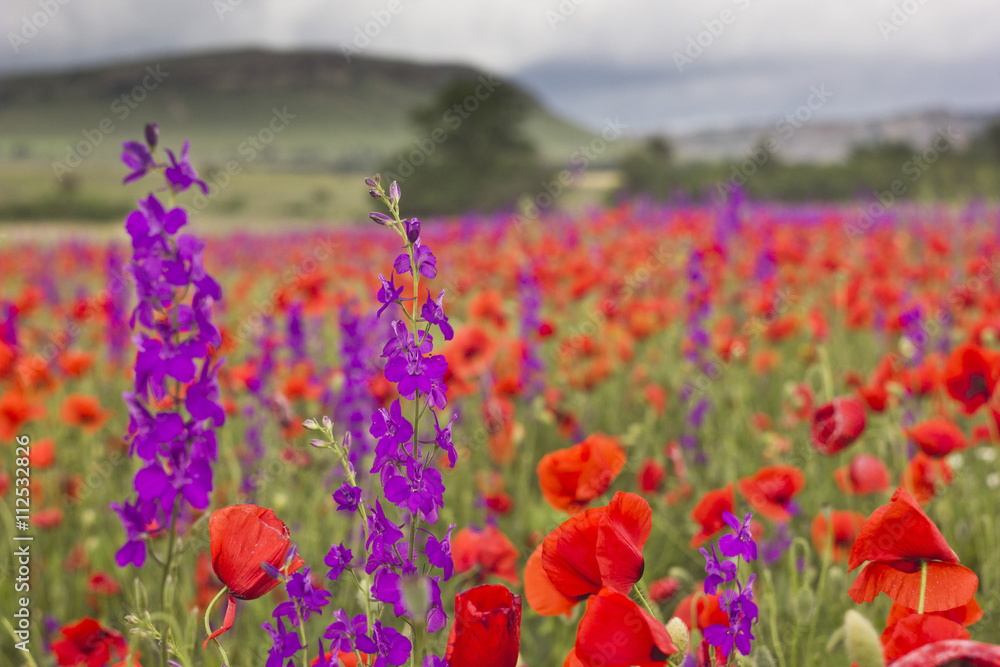 purple and red poppy field in mountains