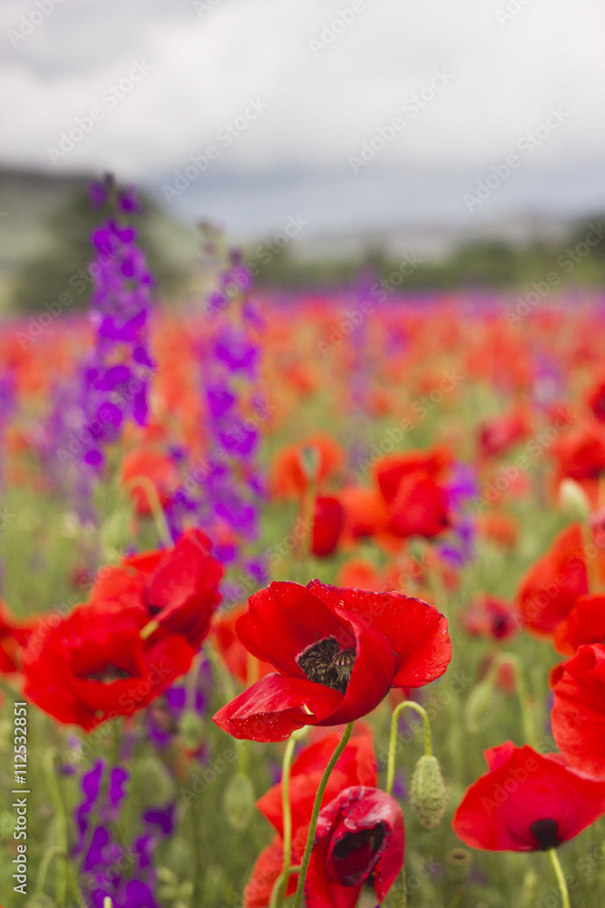 Fototapeta premium purple and red poppy field in mountains