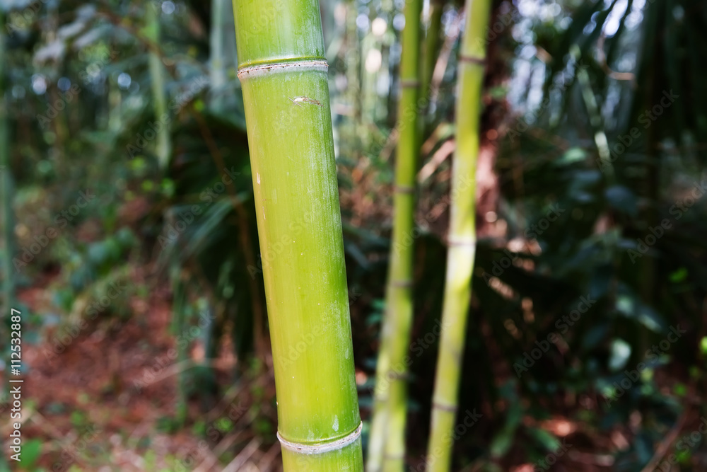 Obraz premium Bamboo