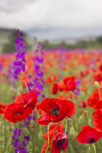 Fototapeta Naklejka Na Ścianę i Meble -  purple and red poppy field in mountains