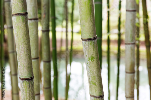 Bamboo