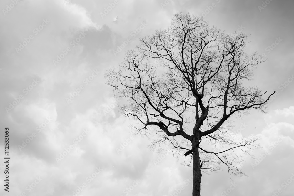 Trees with rain clouds, abstract black and white background Trees with rain clouds, abstract black and white background