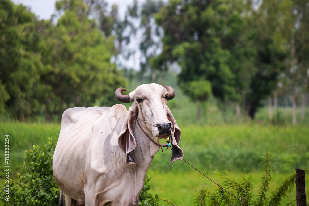 cow looking at camera
