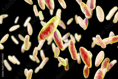 Brucella bacteria, 3D illustration. Gram-negative pleomorphic bacteria which cause brucellosis in cattle and humans and are transmitted to man by direct contact with ill animal or by contaminated milk photo