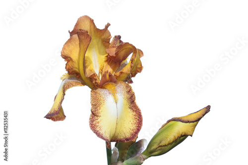 White and yellow iris isolated on white background