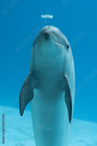 delfino photo