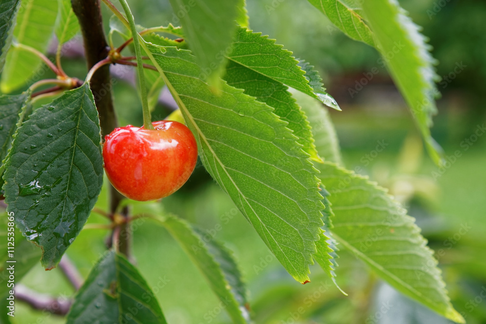 Bunches of ripe cherries Bunches of ripe cherries
