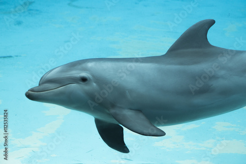 delfino