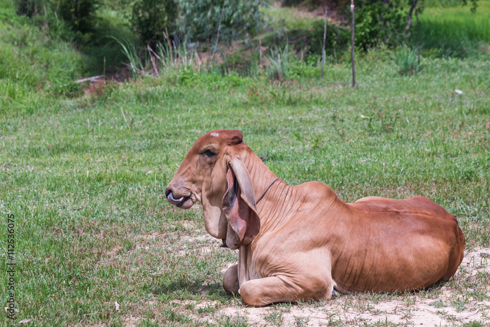 Naklejka premium cow looking at camera