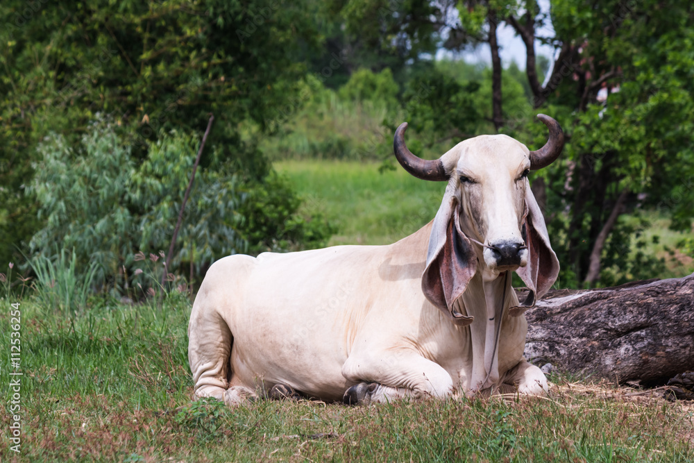 cow looking at camera cow looking at camera
