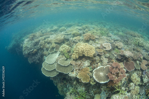 Reef Drop Off in Indonesia